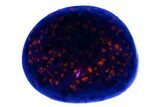 Polished Yooperlite Pebble - Highly Fluorescent! #177455-1
